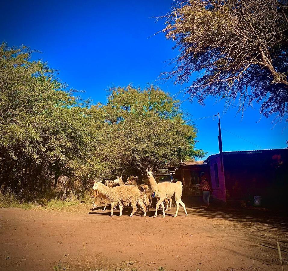 Pensjonat Suri Atacama - Eco H&T San Pedro De Atacama Zewnętrze zdjęcie